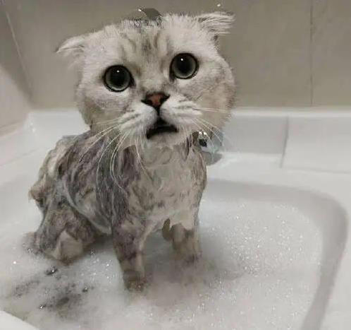 猫咪洗澡如打仗，抓伤无数，咋办才好？