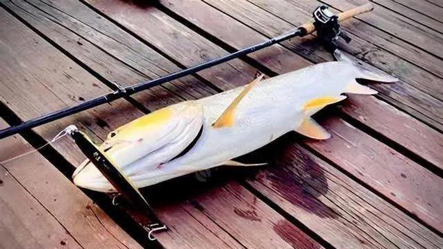 巨型鱤鱼浅水捕食卡壳，无人机拍下爆笑一幕，禁渔真让它称霸？