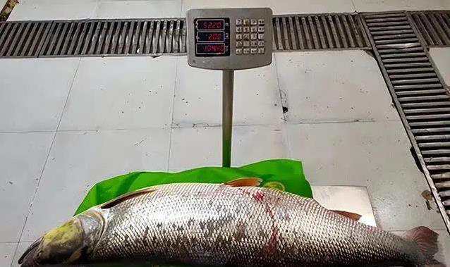 巨型鱤鱼浅水捕食卡壳，无人机拍下爆笑一幕，禁渔真让它称霸？