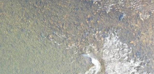 巨型鱤鱼浅水捕食卡壳，无人机拍下爆笑一幕，禁渔真让它称霸？