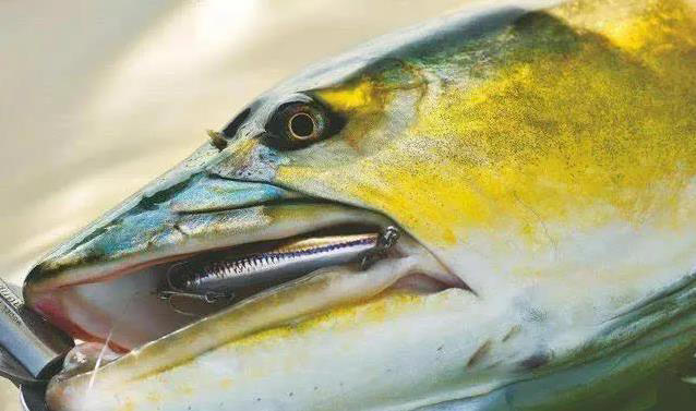 巨型鱤鱼浅水捕食卡壳，无人机拍下爆笑一幕，禁渔真让它称霸？