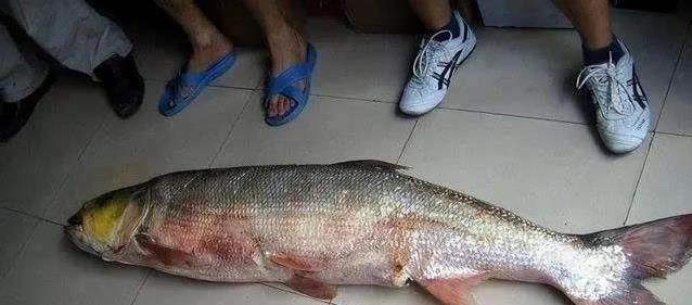 巨型鱤鱼浅水捕食卡壳，无人机拍下爆笑一幕，禁渔真让它称霸？