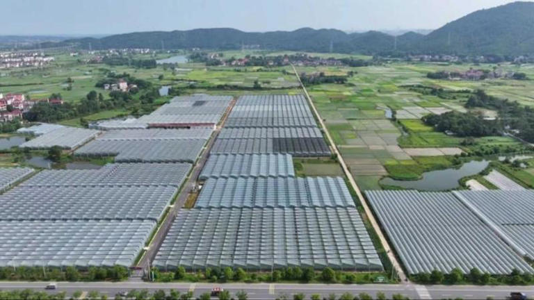 特色瓜果陆续采收上市 江西多措并举助农丰产增收
