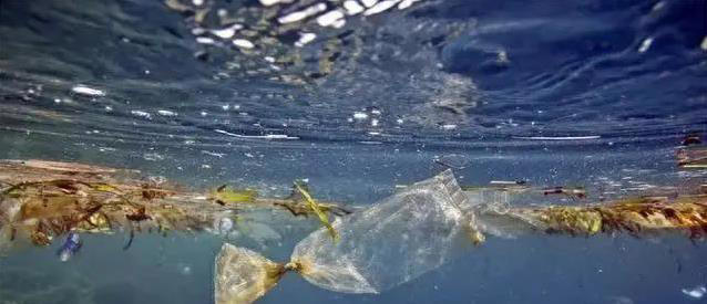 万米深海现塑料垃圾，人类乱扔后果严重，你还敢忽视吗？