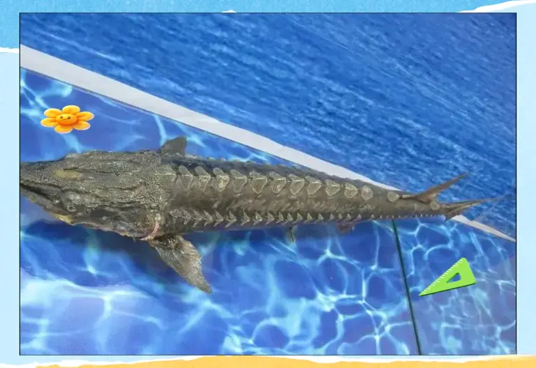 三峡大坝蓄水超20年，里面最大的鱼有多大？