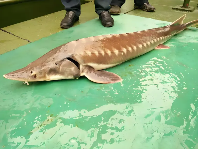 三峡大坝蓄水超20年，里面最大的鱼有多大？