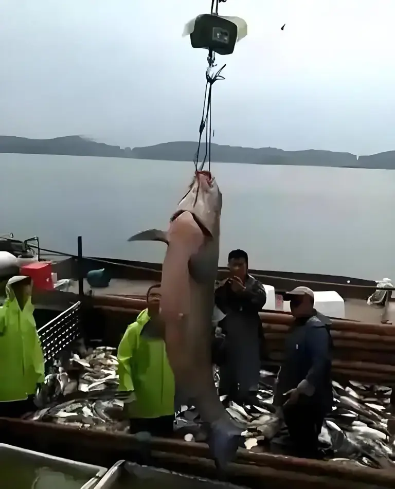 三峡大坝蓄水超20年，里面最大的鱼有多大？