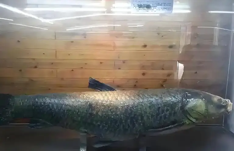 三峡大坝蓄水超20年，里面最大的鱼有多大？