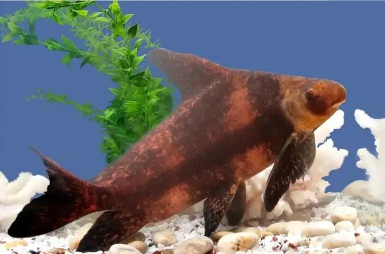 三峡大坝蓄水超20年，里面最大的鱼有多大？