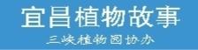 绣球：走出深闺入众眸