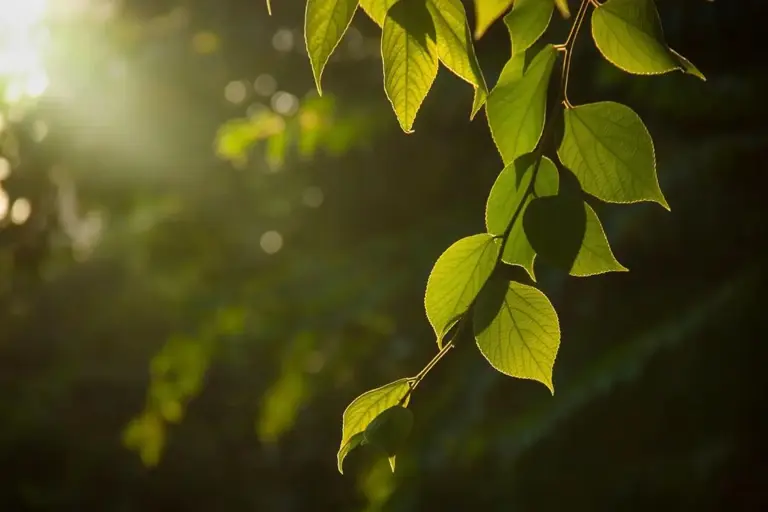 立秋后要忌嘴，少吃2菜，多吃2肉和2谷，养阴润燥健脾胃，增免疫