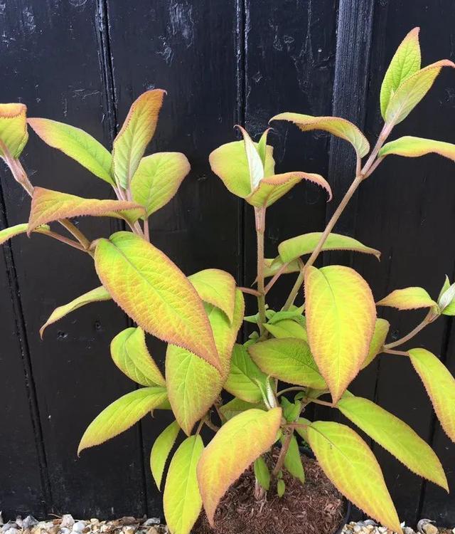 夏季高温绣球总是叶尖发黄干枯，可能是这几点做错了