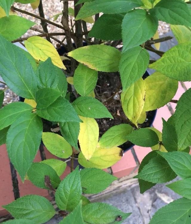 夏季高温绣球总是叶尖发黄干枯，可能是这几点做错了