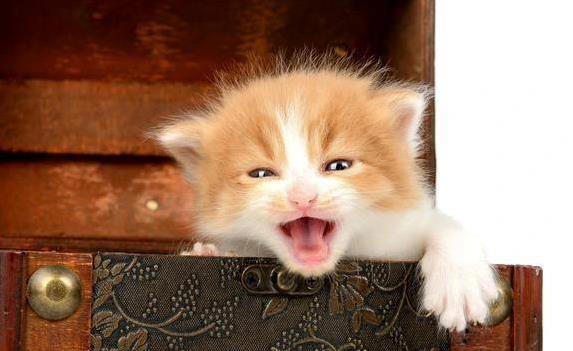 猫咪翻脸不认人？这8件事别做，小心被抓！