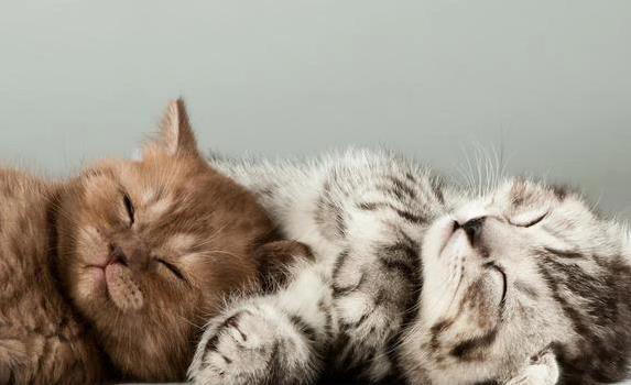 猫咪翻脸不认人？这8件事别做，小心被抓！