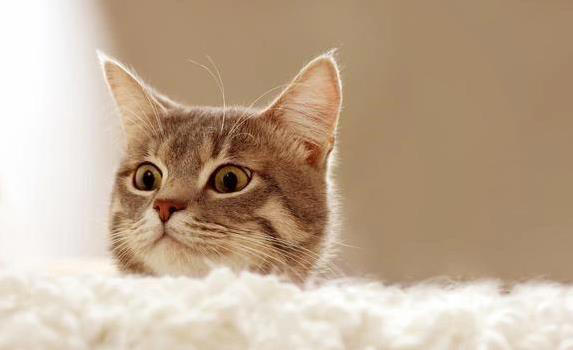 猫咪翻脸不认人？这8件事别做，小心被抓！