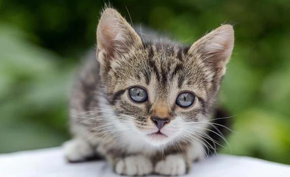 猫咪翻脸不认人？这8件事别做，小心被抓！