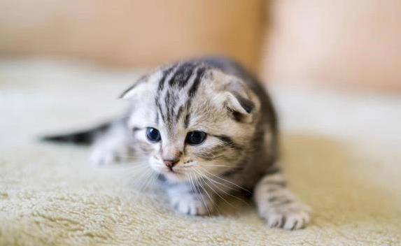 猫咪翻脸不认人？这8件事别做，小心被抓！