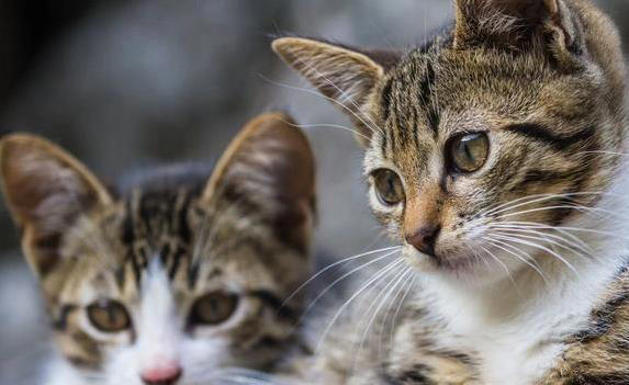 猫咪翻脸不认人？这8件事别做，小心被抓！