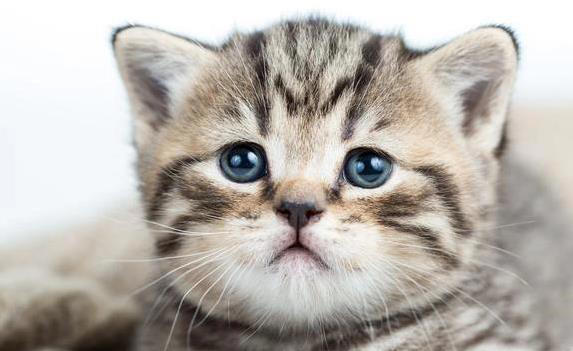 猫咪翻脸不认人？这8件事别做，小心被抓！