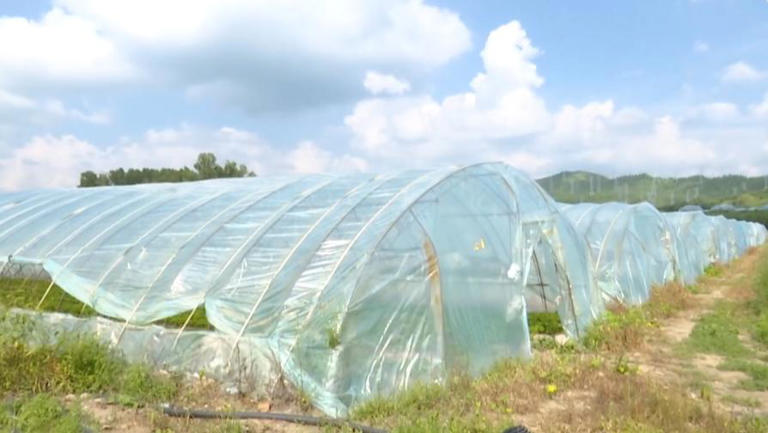 河北崇礼：“特菜”产销两旺 绘就乡村振兴新图景