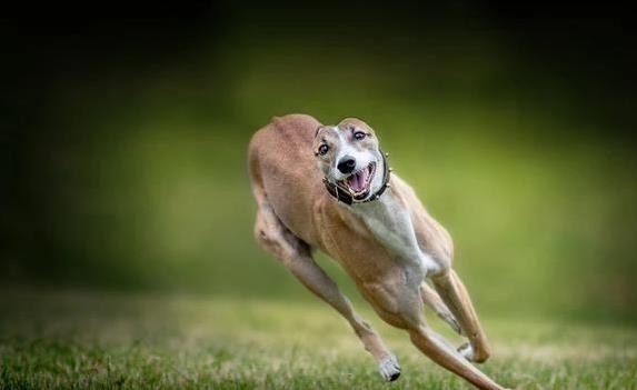灵缇犬跑得比猎豹还快，却被赛场毁了健康，寿命短得让人心疼