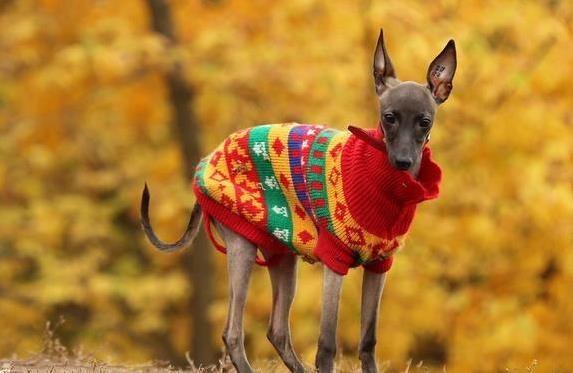 灵缇犬跑得比猎豹还快，却被赛场毁了健康，寿命短得让人心疼