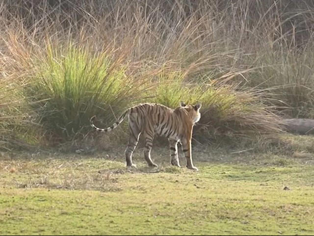 瘦成皮包骨头 死前5天还能猎杀鳄鱼！传奇虎王“箭头”去世