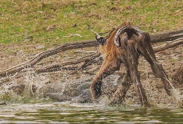 瘦成皮包骨头 死前5天还能猎杀鳄鱼！传奇虎王“箭头”去世