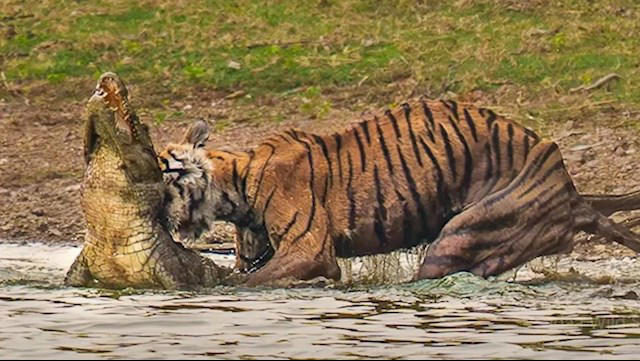 瘦成皮包骨头 死前5天还能猎杀鳄鱼！传奇虎王“箭头”去世