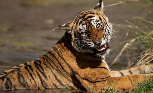 瘦成皮包骨头 死前5天还能猎杀鳄鱼！传奇虎王“箭头”去世