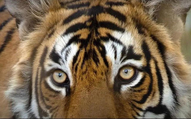 瘦成皮包骨头 死前5天还能猎杀鳄鱼！传奇虎王“箭头”去世