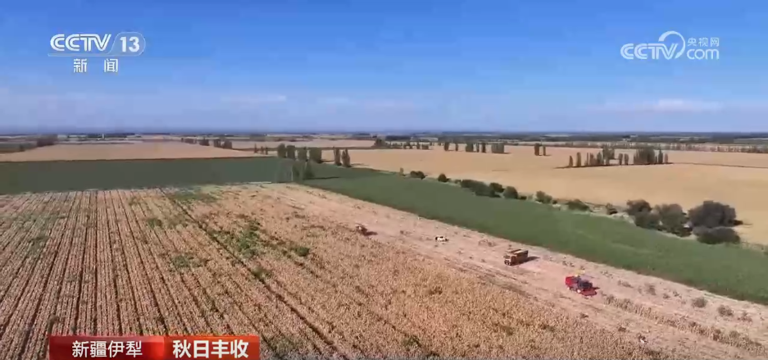 特色产业绘就乡村振兴新图景 希望的田野上一派秋日好“丰”景