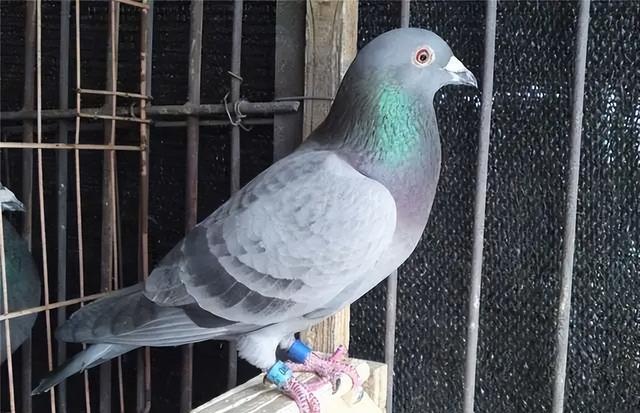 鸽子训练比赛结束之后如何恢复体力
