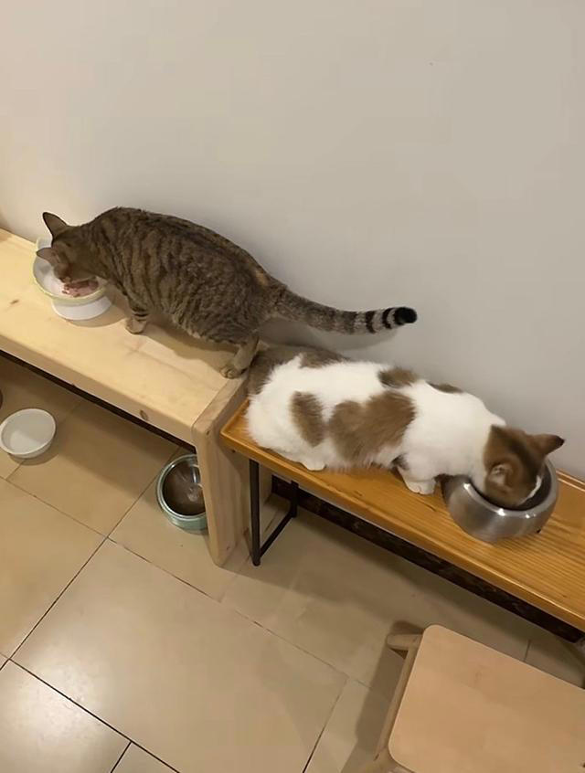 张馨予晒家中2猫1狗，何捷穿大裤衩出镜，给小猫梳毛非常温柔