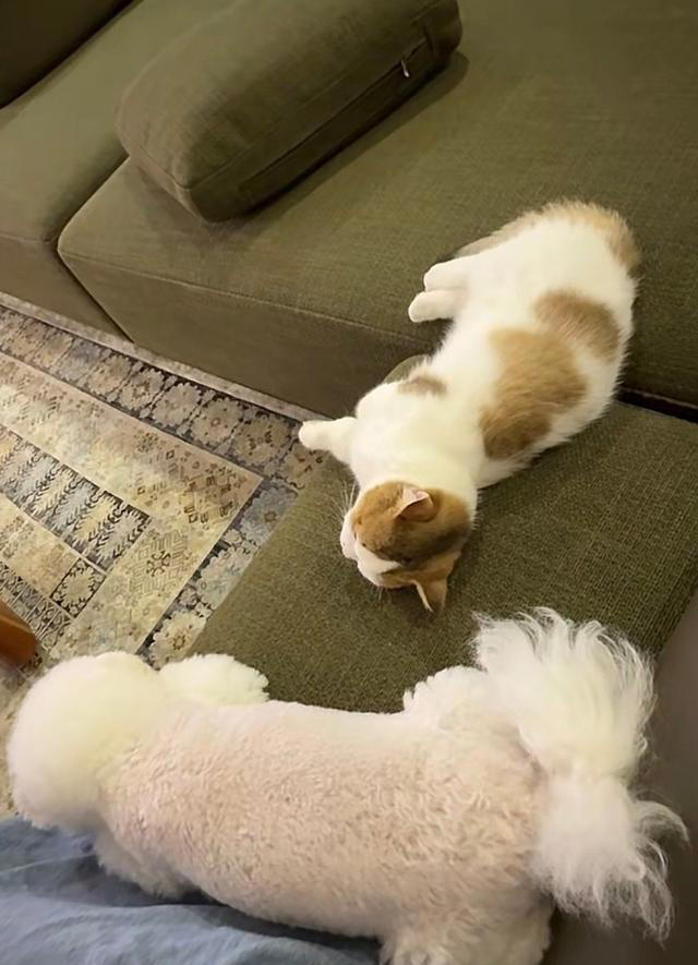 张馨予晒家中2猫1狗，何捷穿大裤衩出镜，给小猫梳毛非常温柔