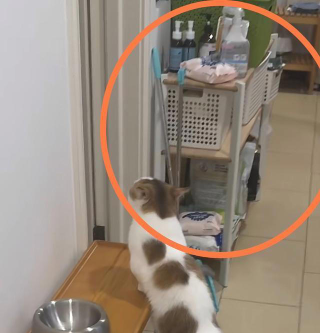 张馨予晒家中2猫1狗，何捷穿大裤衩出镜，给小猫梳毛非常温柔