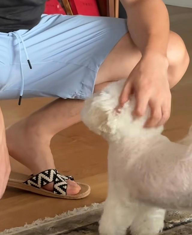 张馨予晒家中2猫1狗，何捷穿大裤衩出镜，给小猫梳毛非常温柔