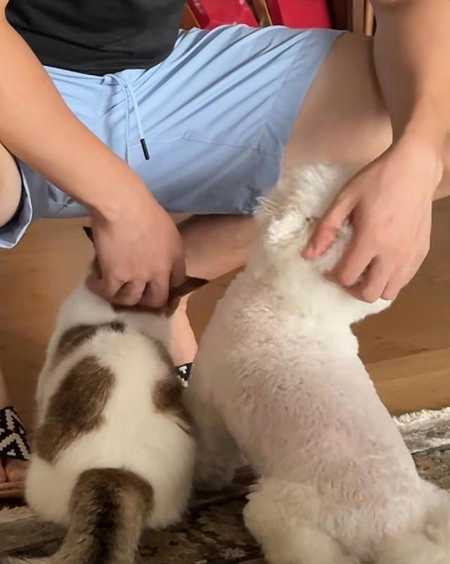 张馨予晒家中2猫1狗，何捷穿大裤衩出镜，给小猫梳毛非常温柔