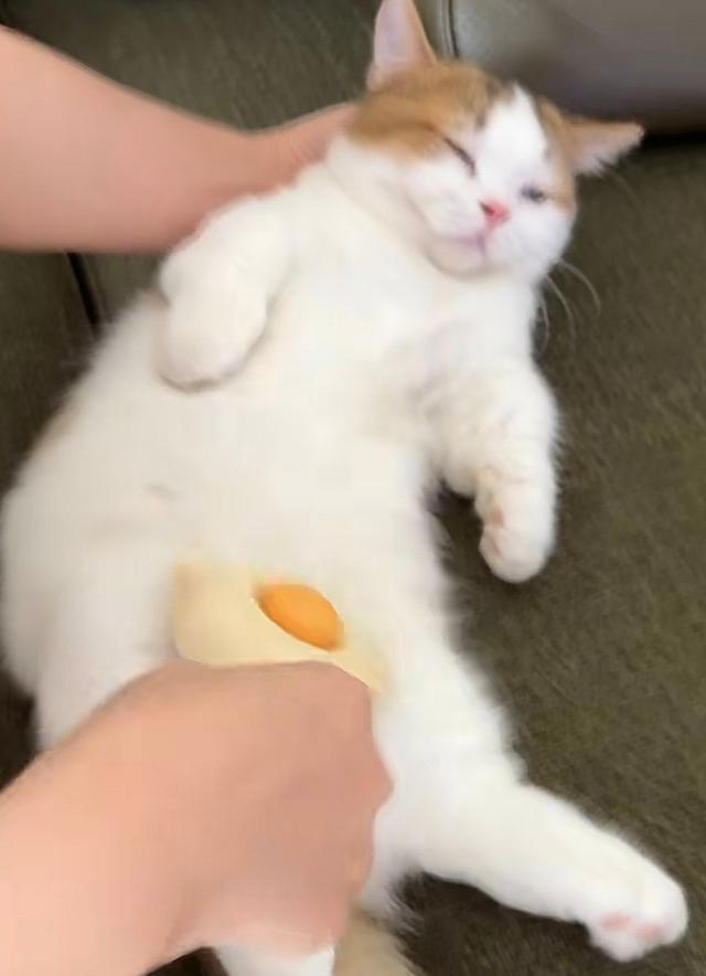 张馨予晒家中2猫1狗，何捷穿大裤衩出镜，给小猫梳毛非常温柔