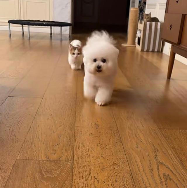 张馨予晒家中2猫1狗，何捷穿大裤衩出镜，给小猫梳毛非常温柔
