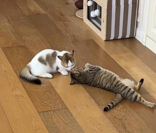 张馨予晒家中2猫1狗，何捷穿大裤衩出镜，给小猫梳毛非常温柔