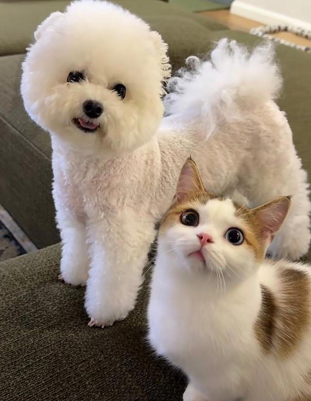 张馨予晒家中2猫1狗，何捷穿大裤衩出镜，给小猫梳毛非常温柔