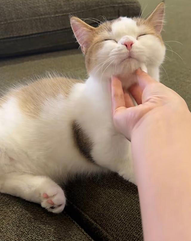 张馨予晒家中2猫1狗，何捷穿大裤衩出镜，给小猫梳毛非常温柔