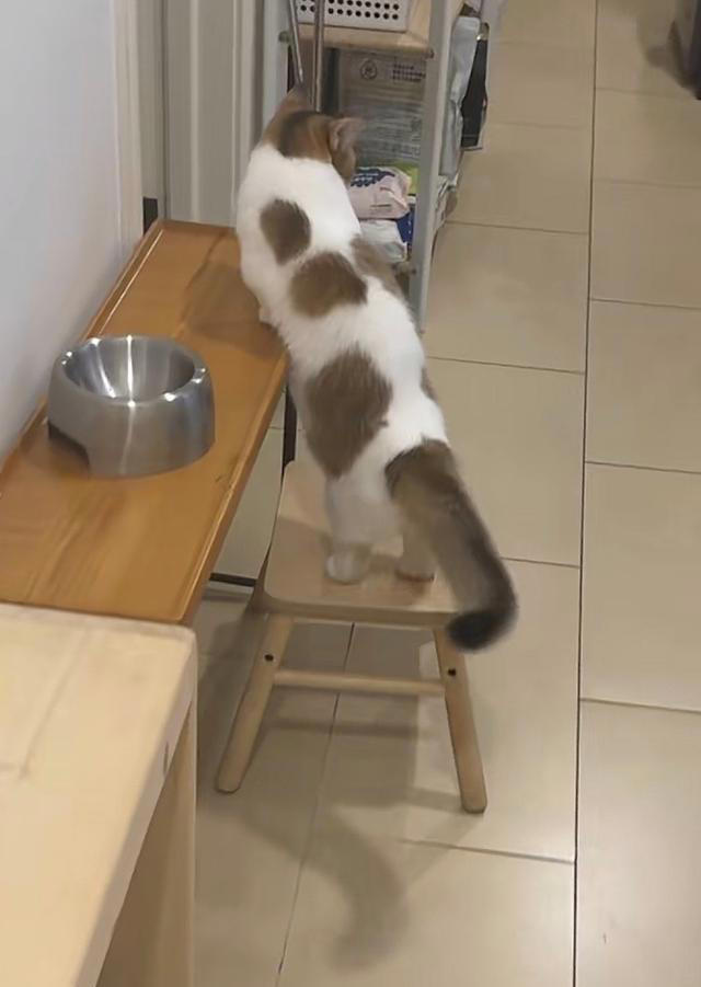 张馨予晒家中2猫1狗，何捷穿大裤衩出镜，给小猫梳毛非常温柔