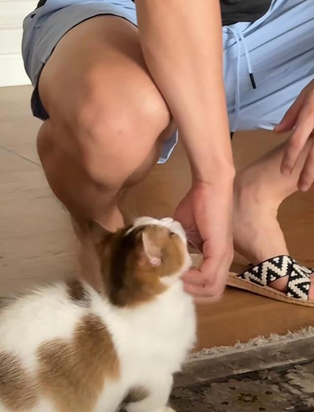 张馨予晒家中2猫1狗，何捷穿大裤衩出镜，给小猫梳毛非常温柔