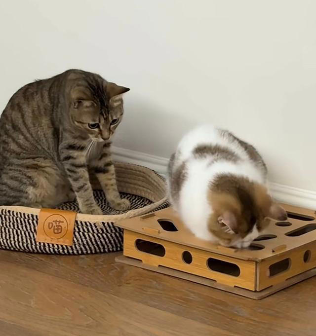 张馨予晒家中2猫1狗，何捷穿大裤衩出镜，给小猫梳毛非常温柔