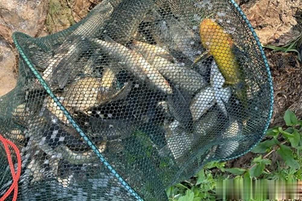 钓鱼秘诀：够得着钓得到，远钓鱼近打窝是精髓
