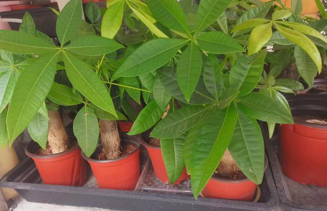 都喜欢叫发财树，其实人家的大名叫光瓜栗