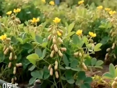 良品铺子“花生上树”宣发乌龙，AI背锅难掩业绩下滑困境